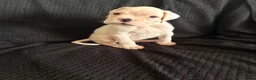 Boxer dogs for sale: Outstanding quality puppies - best pedigree - Advert 3