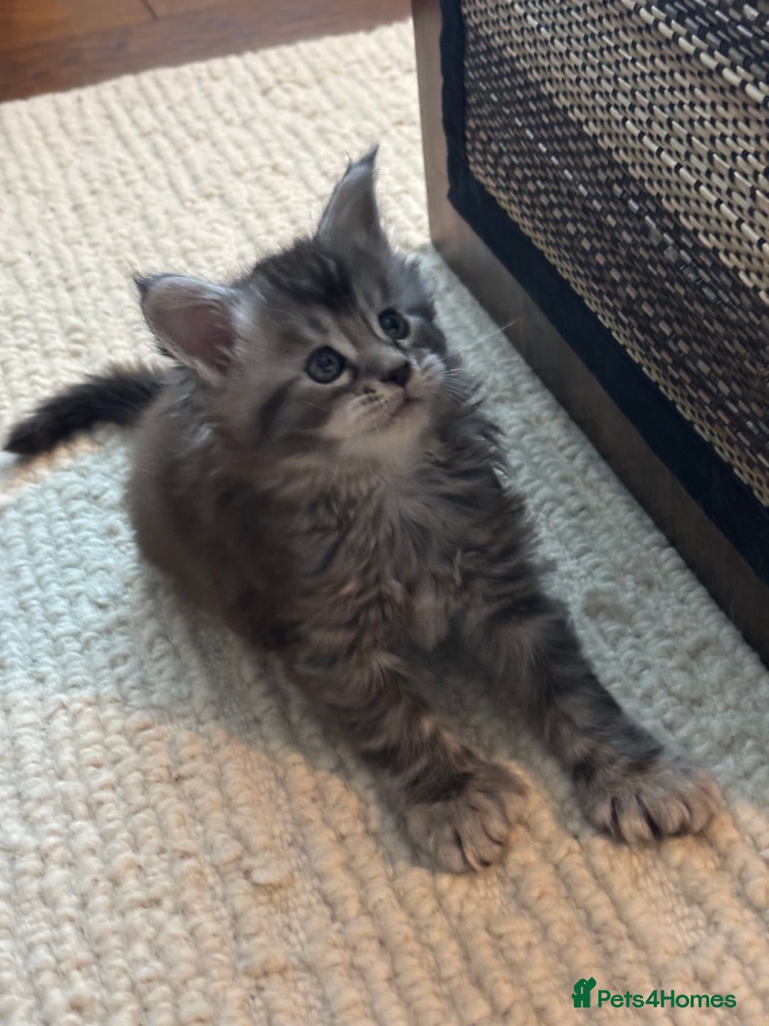 Maine Coon cats for sale: Maine Coon kittens polydactyl/non polydactyl  - Advert 16