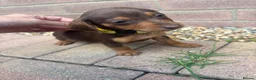 Dachshund dogs for sale: Dachshund  - Advert 7
