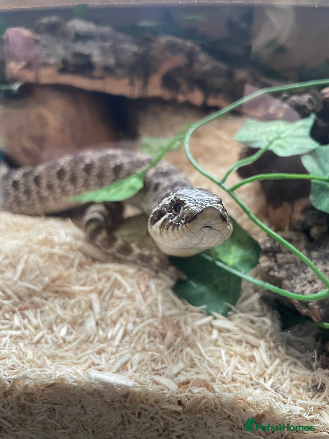 Snake reptiles for sale: Male Hognose Snake - Image 2