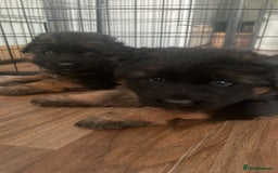 German Shepherd dogs for sale: 2 Chunky GSD boys looking for forever home  - Image 9