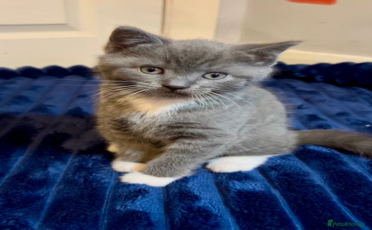 British Shorthair cats British Shorthair Blue Tuxedo Male Kitten  - Advert 5