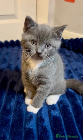 British Shorthair cats British Shorthair Blue Tuxedo Male Kitten - Advert 1