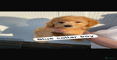 Cavapoochon dogs - Advert 2