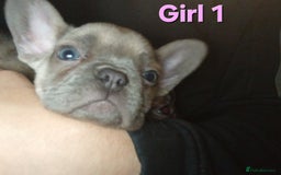 French Bulldog dogs for sale: STUNNING   !French Bulldog Litter!  - Image 8