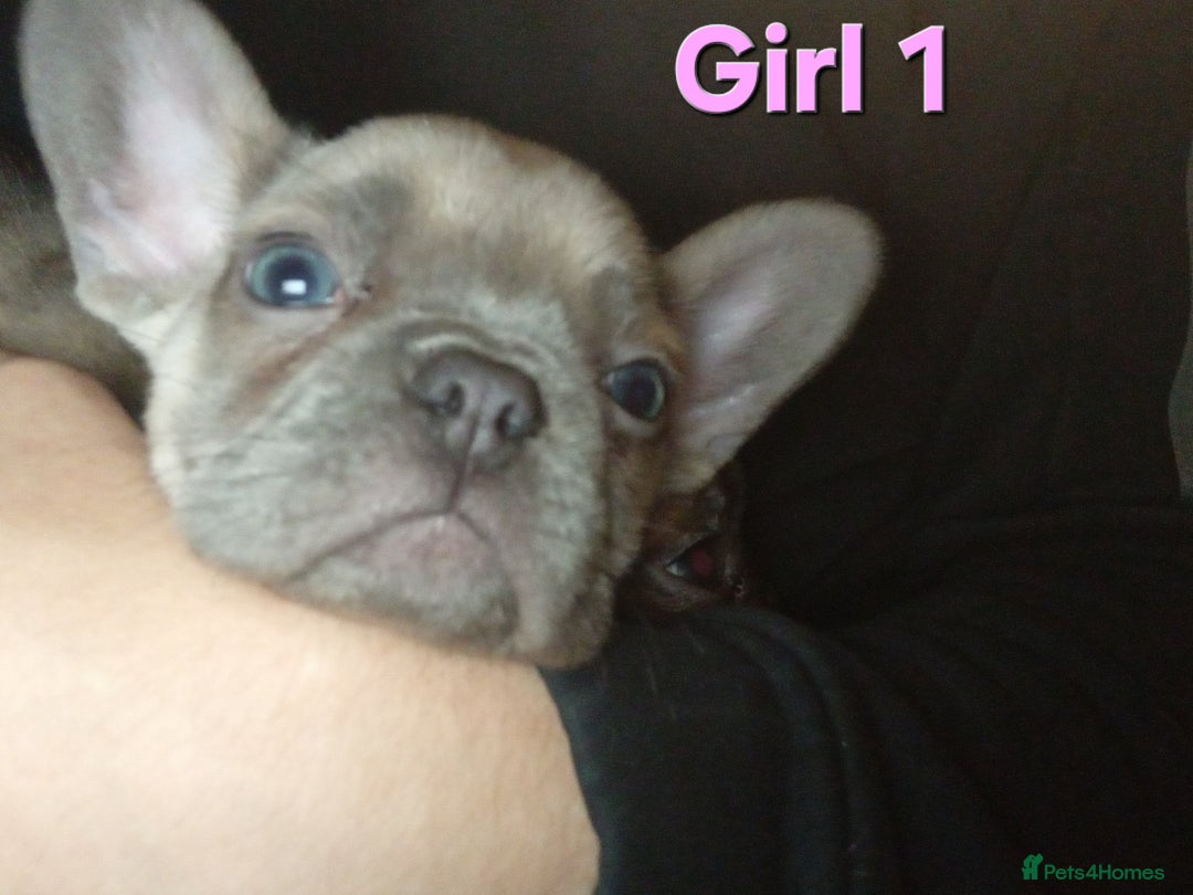 French Bulldog dogs for sale: STUNNING   !French Bulldog Litter!  - Image 8
