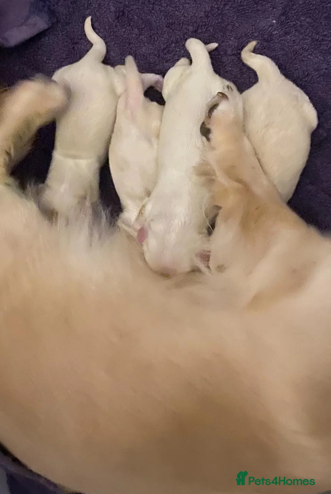 Miniature Dachshund dogs for sale: Clear Creams kc reg - Advert 2