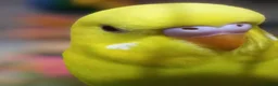 Budgerigars birds for sale: Outstanding pet baby budgies priced from £40 - Advert 7