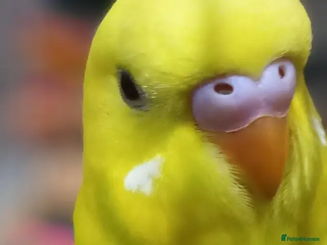 Budgerigars birds for sale: Outstanding pet baby budgies priced from £40 - Advert 2