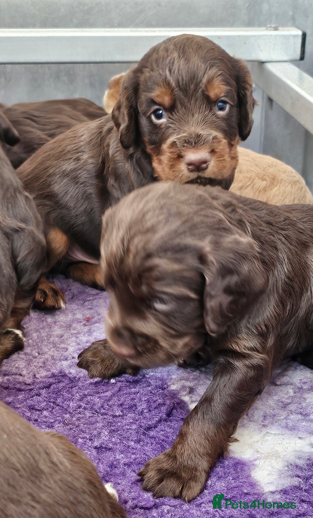 Cocker Spaniel dogs for sale: 8 AMAZING KC REG WORKING COCKER SPANIEL PUPPIES - Image 6