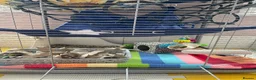 Rat rodents for sale: 2 Beautiful female rats looking to join a mischief in Sheerness - Advert 10