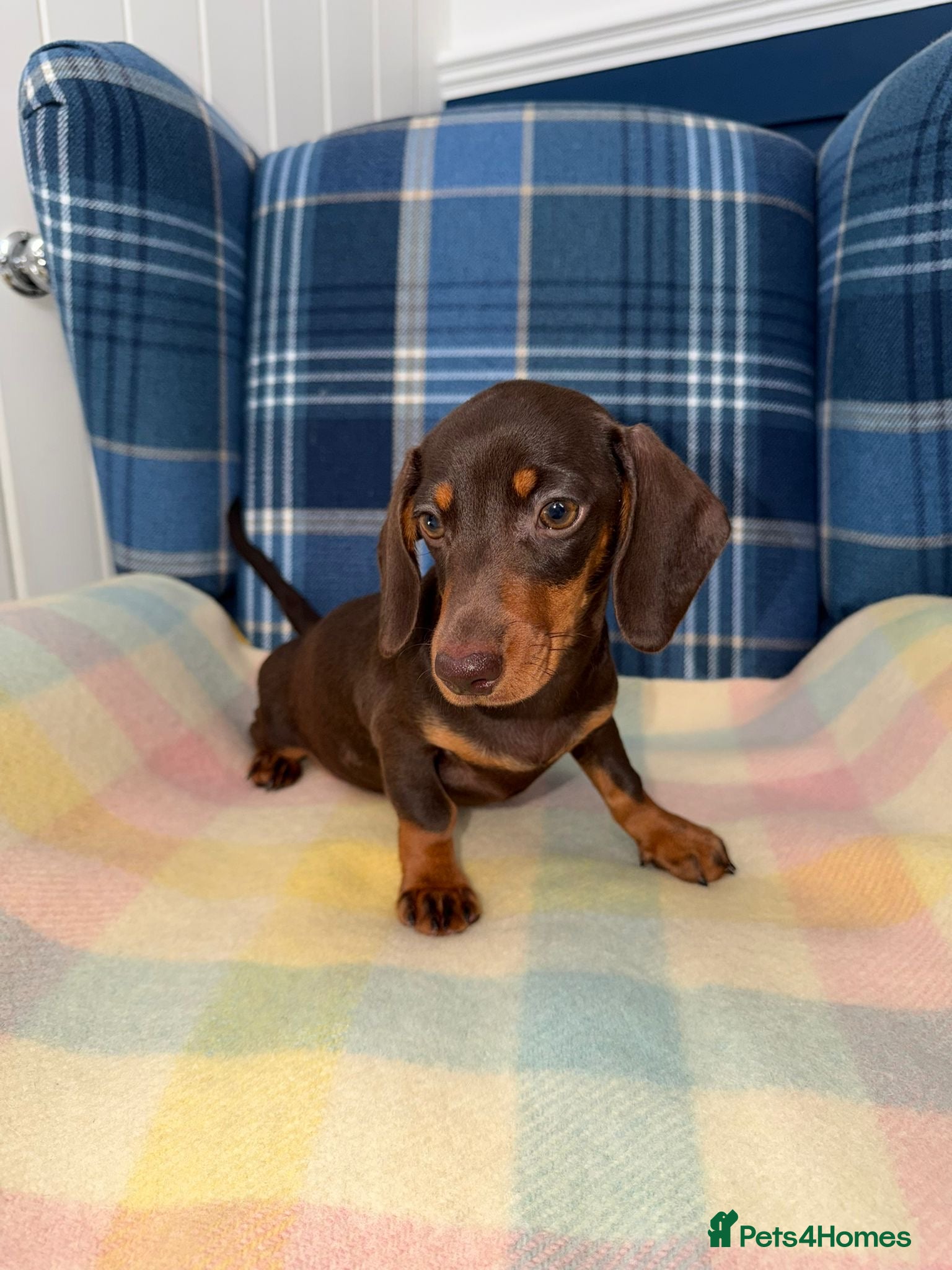 Miniature Dachshund dogs Stunning Chocolate Mini Dachshunds READY NOW - Advert 2