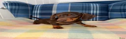 Miniature Dachshund dogs for sale: Stunning Chocolate Mini Dachshunds READY NOW - Advert 2