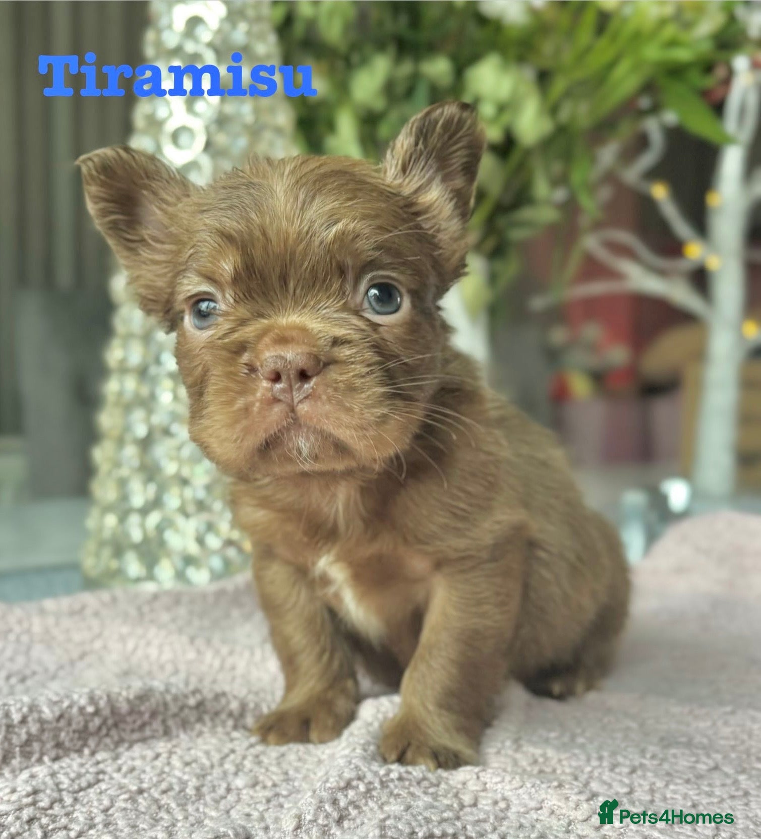 French Bulldog dogs Kc registered fluffy French bulldogs  - Advert 11