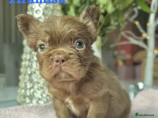 French Bulldog dogs Kc registered fluffy French bulldogs - Advert 11