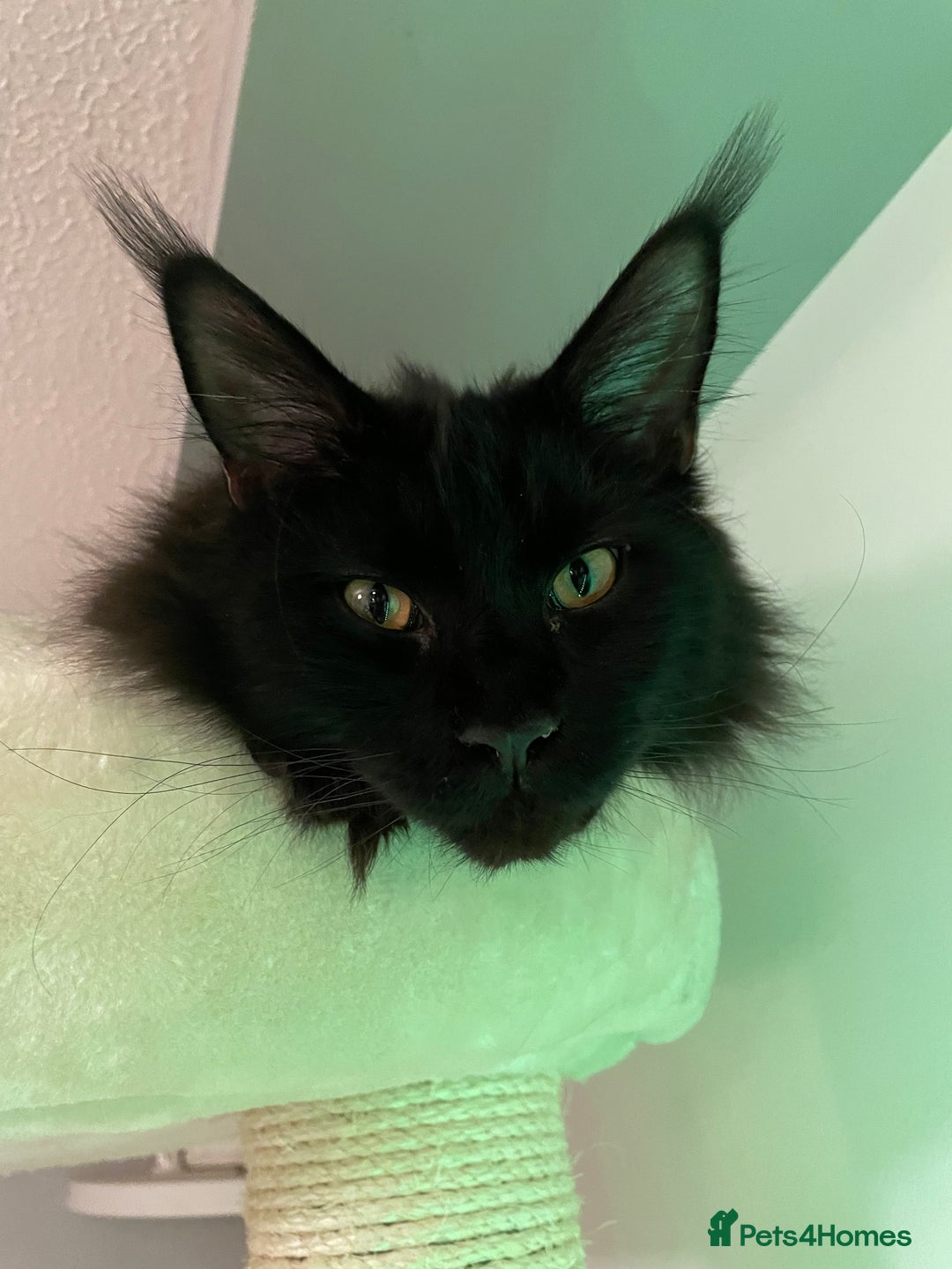 Maine Coon cats for sale: Black smoked boy  - Image 21