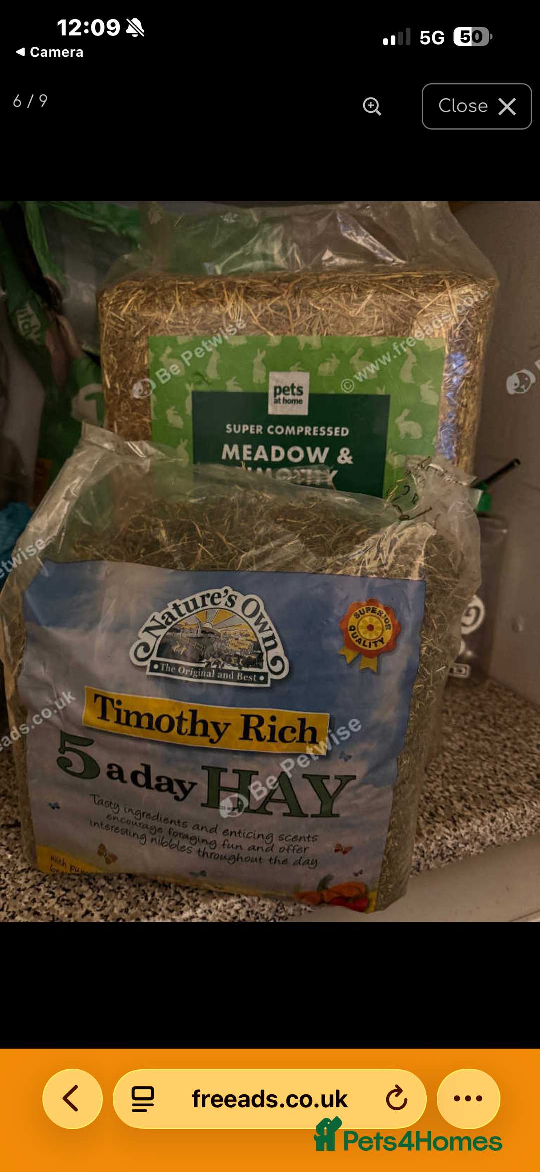 Silver Fox rabbits for sale: 2 bonded females  in Willenhall - Advert 2