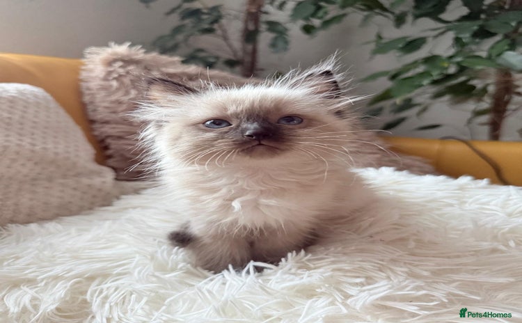 Ragdoll cats - Advert 3