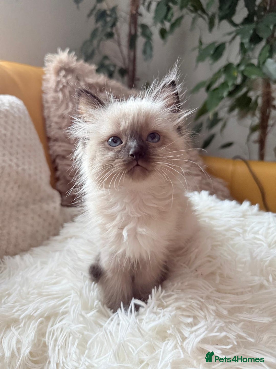 Ragdoll cats for sale: Ready now🧡 Fantastic 4 💛💙pure Ragdoll kittens🩵 - Image 4