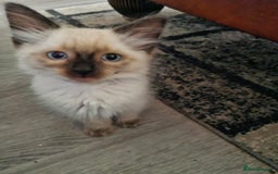 Ragdoll cats for sale: Ragdoll kittens for sale - Image 8