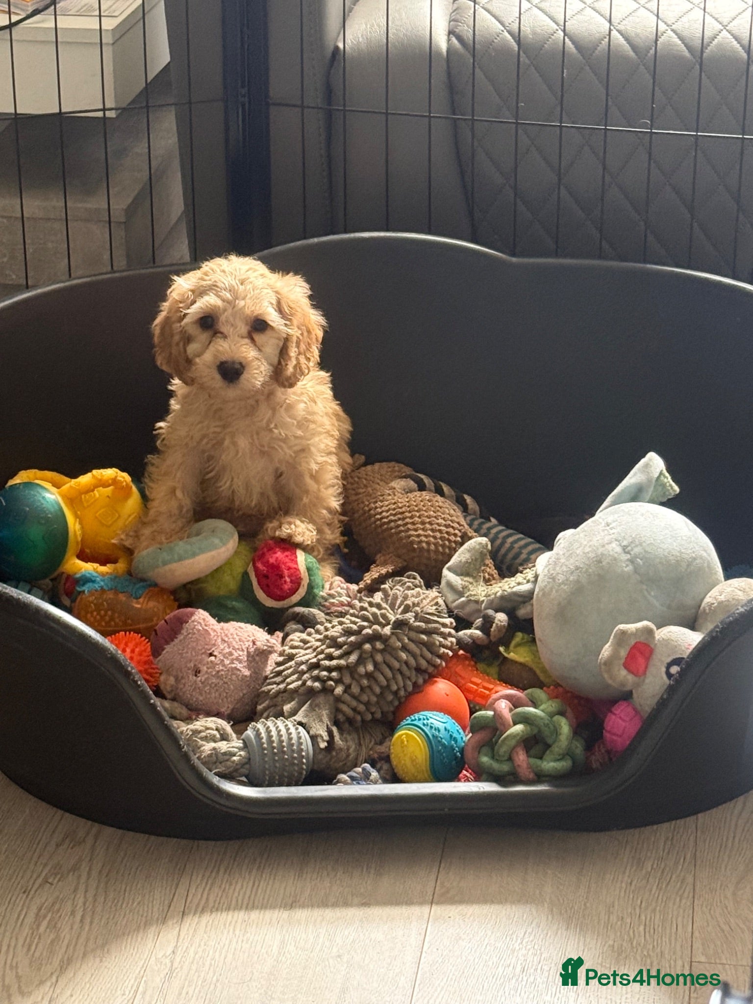 Mixed Breed dogs  🐾 READY NOW - Cavapoochon Puppies 🐾 - Advert 9