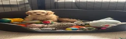 Mixed Breed dogs for sale:  🐾 READY NOW - Cavapoochon Puppies 🐾 - Advert 5
