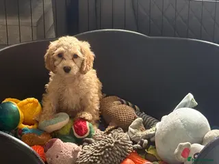 Mixed Breed dogs 🐾 READY NOW - Cavapoochon Puppies 🐾 - Advert 9