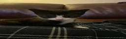 Mixed Breed cats for sale: Two gorgeous kittens - Advert 11