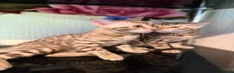 Bengal cats for sale: TICA, GCCF Champion Bloodline Bengal Kittens in London - Advert 19