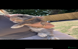 Harlequin rabbits for sale: 2 harlequin doe’s for sale - Image 10