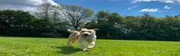 Mixed Breed dogs for sale: Poppy in Leicester - Advert 6