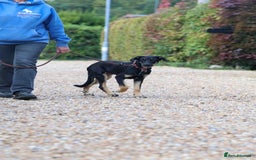 Mixed Breed dogs for adoption: Sweet Stella - reserved - Advert 23