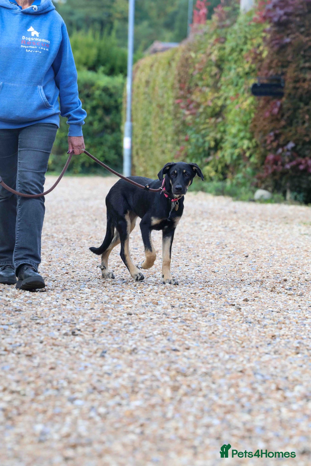 Mixed Breed dogs for adoption: Sweet Stella - reserved - Advert 23