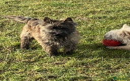 Cairn Terrier dogs for sale: KC reg Cairn Terrier puppies - Image 10