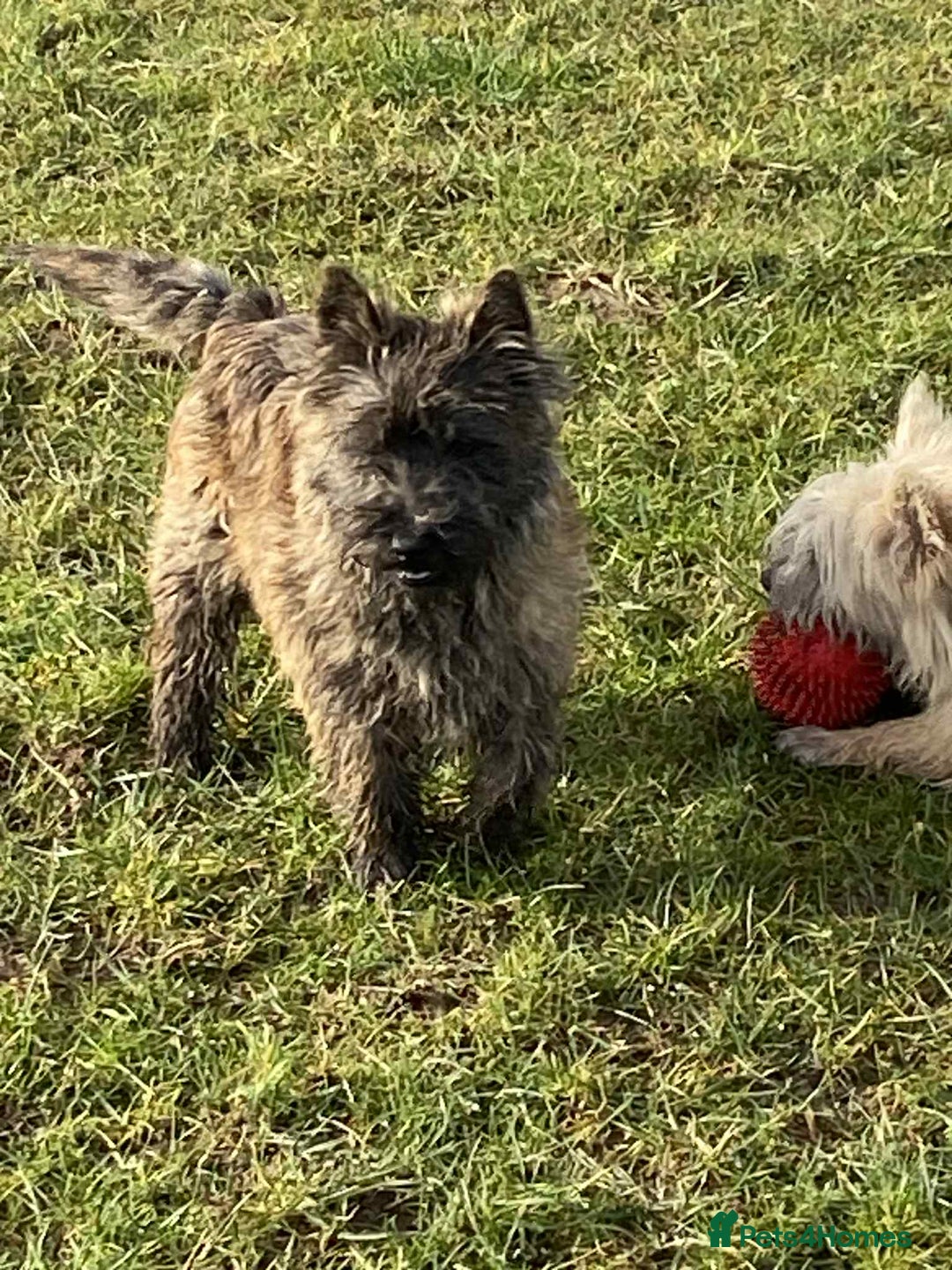 Cairn Terrier dogs for sale: KC reg Cairn Terrier puppies - Image 10