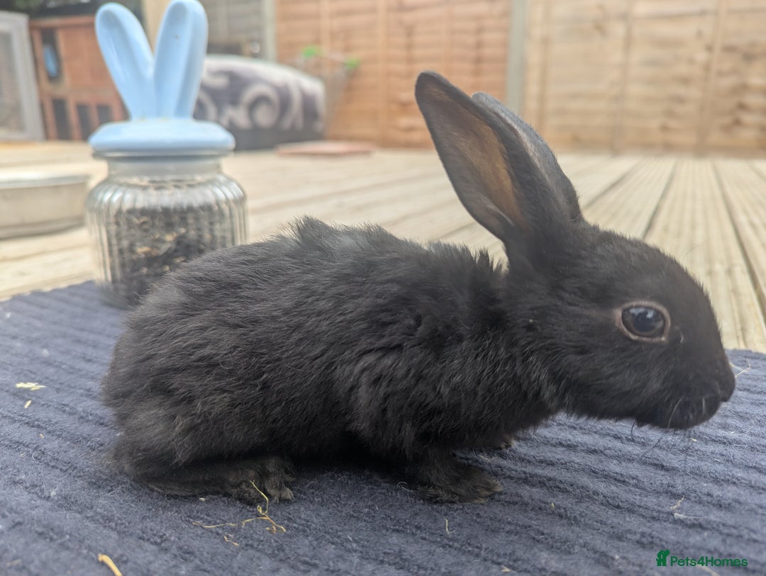 Rex rabbits for sale: Mini rex rabbit for sale - Image 21