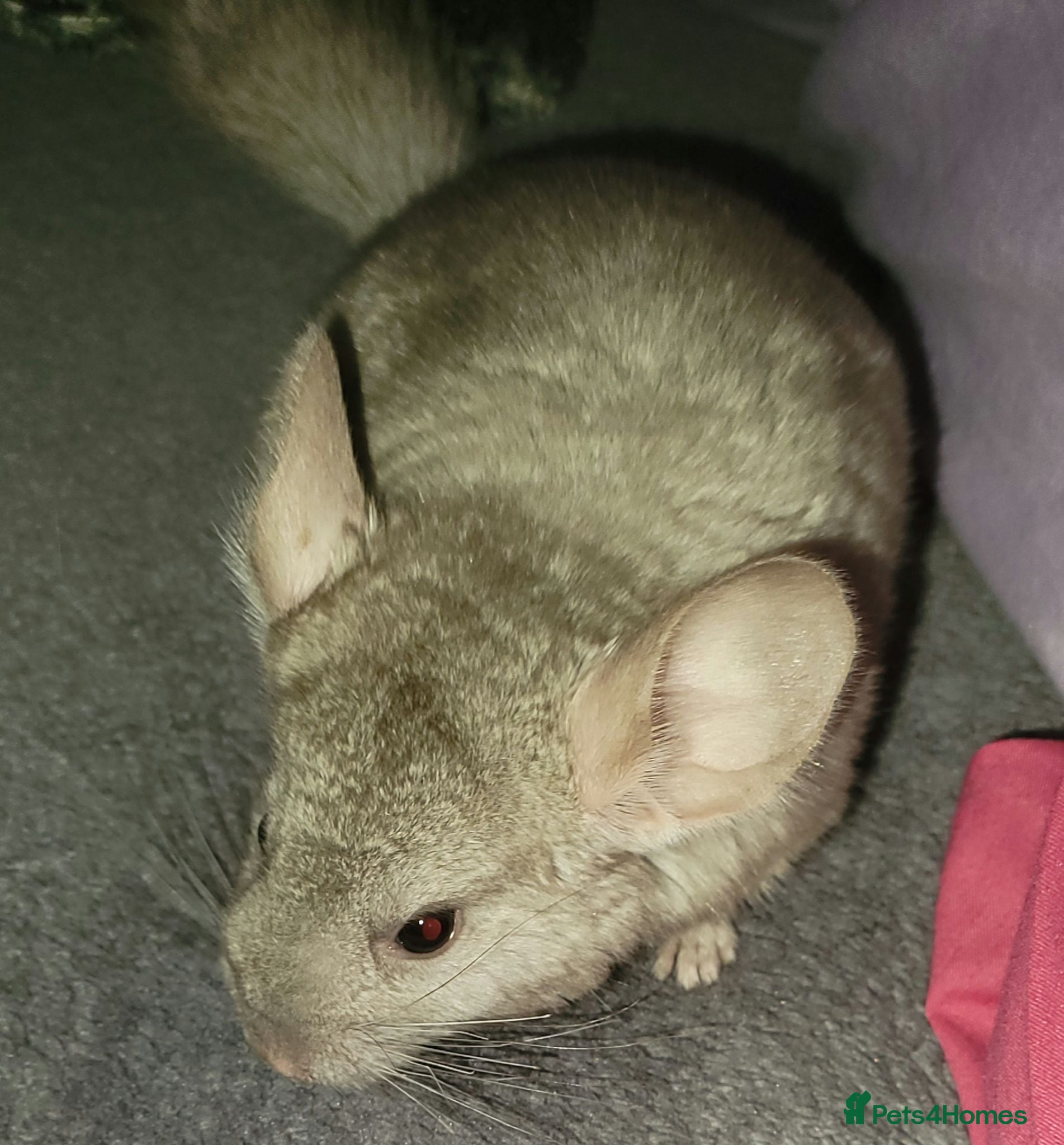 Chinchilla rodents Baby female chinchillas - Advert 1