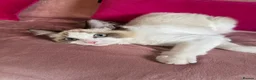 Ragdoll cats for sale: GCCF Registered Active Female - Advert 12