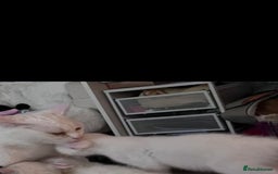 Mixed Breed cats for sale: Beautiful kittens with blue eyes 💙  - Image 7