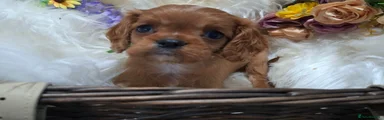 Cavalier King Charles Spaniel 4
