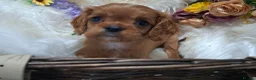 Cavalier King Charles Spaniel dogs for sale: KC Health tested Cavaliers  - Advert 16