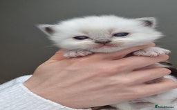 Ragdoll cats for sale: Pedigree ragdoll kittens  - Image 8