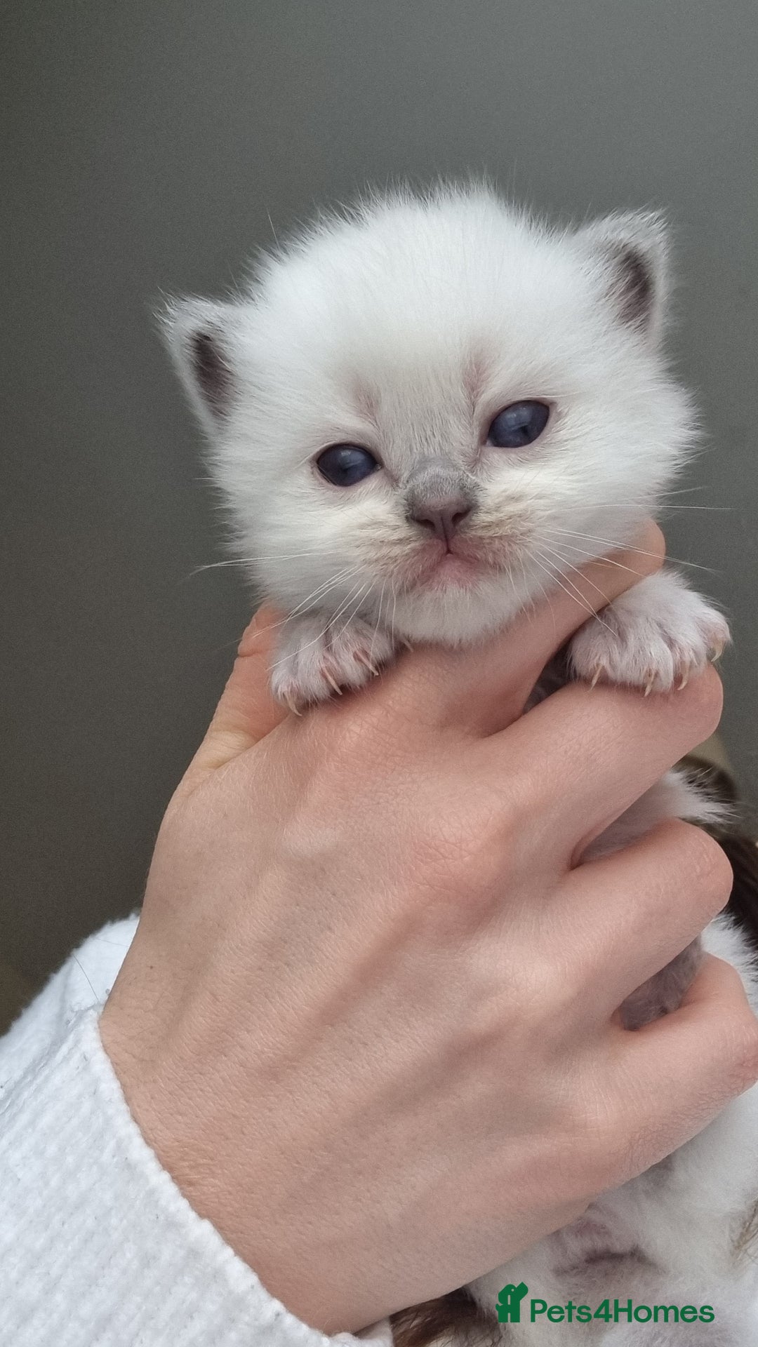 Ragdoll cats for sale: Pedigree ragdoll kittens  - Image 8