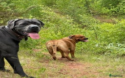 Mixed Breed dogs for sale: Adorable Rottweiler Dogue de Bordeaux x Cane Corso - Image 21
