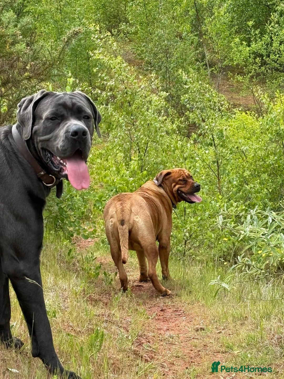 Mixed Breed dogs for sale: Adorable Rottweiler Dogue de Bordeaux x Cane Corso - Image 21