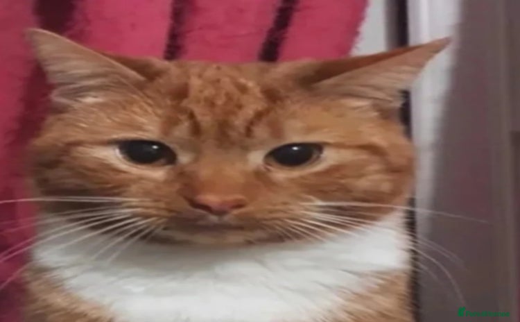 Mixed Breed cats - Advert 10