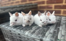 Netherland Dwarf rabbits for sale: 4 gorgeous netherland dwarfs babies - Image 1