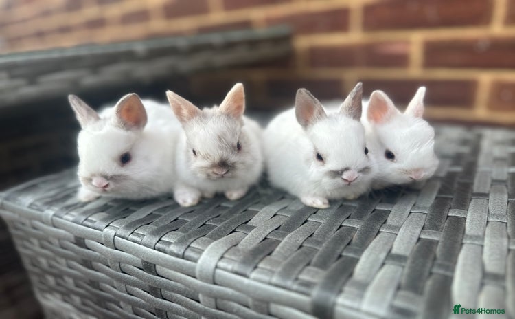 Netherland Dwarf rabbits - Advert 2