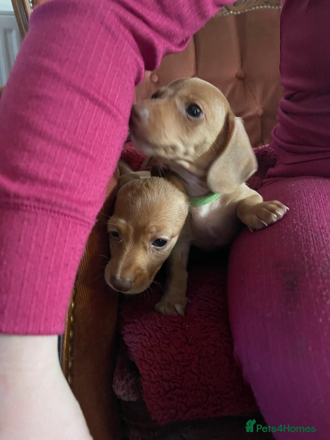 Miniature Dachshund dogs for sale: Pra hereditary clear min smooth dachshund  - Advert 5