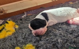 English Springer Spaniel dogs for sale: Springer pups  - Image 4